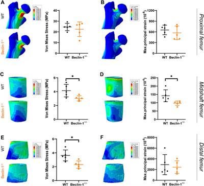 Stress reduction through cortical bone thickening improves bone mechanical behavior in adult female Beclin-1+/− mice